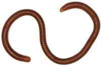 myagk-primanki-luremax-earthworm-3-5-8sm-lsme35b-018-worm-brown-banka