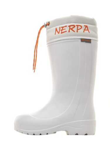 Нерпа